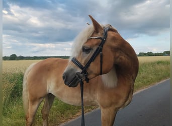 Haflinger, Stute, 7 Jahre, 156 cm, Fuchs