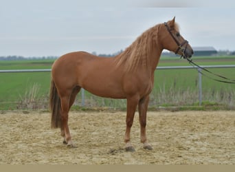 Haflinger Mix, Stute, 7 Jahre, 157 cm, Hellbrauner