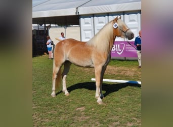 Haflinger, Stute, 7 Jahre, 160 cm, Fuchs