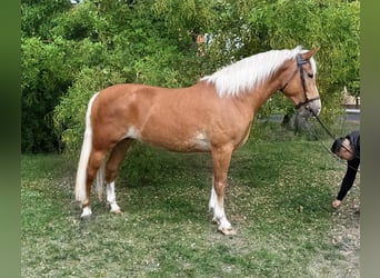Haflinger Mix, Stute, 7 Jahre, 162 cm, Fuchs