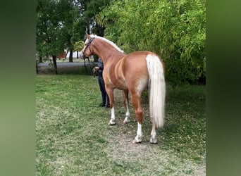 Haflinger Mix, Stute, 7 Jahre, 162 cm, Fuchs