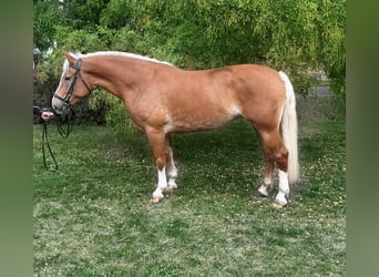 Haflinger Mix, Stute, 7 Jahre, 162 cm, Fuchs