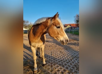 Haflinger, Stute, 7 Jahre