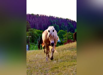 Haflinger, Stute, 7 Jahre