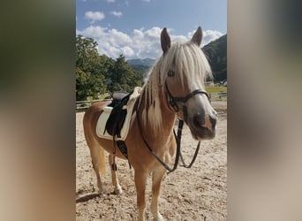 Haflinger, Stute, 7 Jahre
