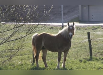 Haflinger, Stute, 8 Jahre, 138 cm, Fuchs