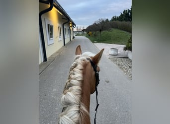 Haflinger, Stute, 8 Jahre, 142 cm