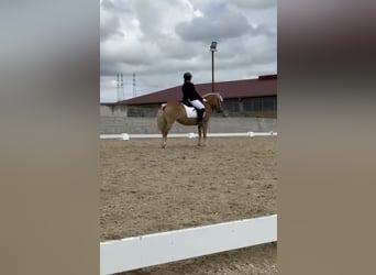 Haflinger, Stute, 8 Jahre, 142 cm