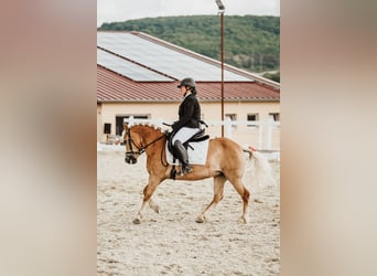 Haflinger, Stute, 8 Jahre, 142 cm