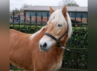 Haflinger, Stute, 8 Jahre, 142 cm