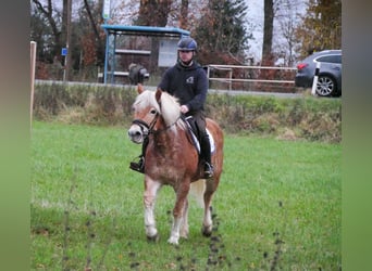Haflinger, Stute, 8 Jahre, 142 cm