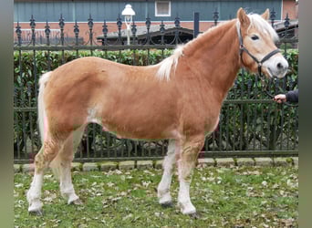 Haflinger, Stute, 8 Jahre, 142 cm