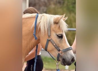 Haflinger, Stute, 8 Jahre, 145 cm