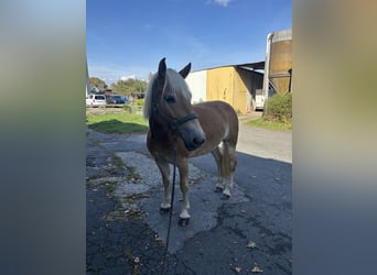 Haflinger, Stute, 8 Jahre, 146 cm, Fuchs