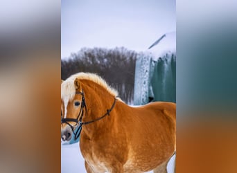 Haflinger, Stute, 8 Jahre, 146 cm, Fuchs