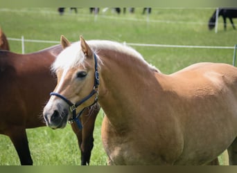 Haflinger, Stute, 8 Jahre, 146 cm, Fuchs