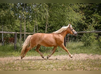 Haflinger, Stute, 8 Jahre, 147 cm, Palomino