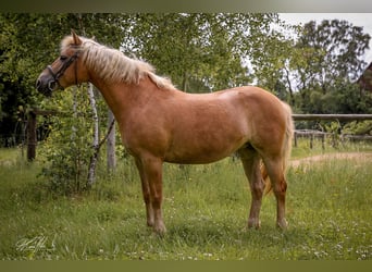 Haflinger, Stute, 8 Jahre, 147 cm, Palomino