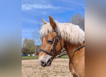Haflinger, Stute, 8 Jahre, 147 cm, Palomino