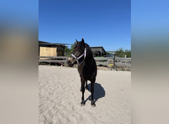 Haflinger Mix, Stute, 8 Jahre, 148 cm, Dunkelbrauner