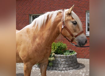 Haflinger, Stute, 8 Jahre, 148 cm