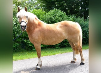 Haflinger, Stute, 8 Jahre, 148 cm