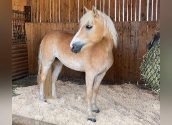 Haflinger, Stute, 8 Jahre, 148 cm, Falbe