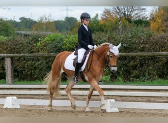 Haflinger, Stute, 8 Jahre, 148 cm, Fuchs