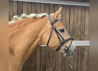 Haflinger, Stute, 8 Jahre, 148 cm, Fuchs