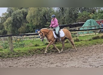 Haflinger, Stute, 8 Jahre, 148 cm, Fuchs