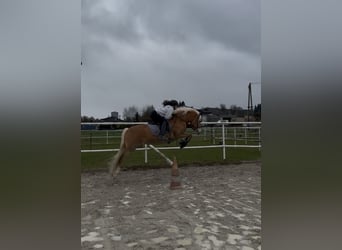 Haflinger, Stute, 8 Jahre, 148 cm, Rotfuchs