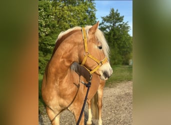 Haflinger, Stute, 8 Jahre, 148 cm, Rotfuchs