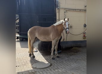 Haflinger, Stute, 8 Jahre, 148 cm