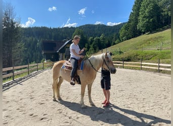 Haflinger, Stute, 8 Jahre, 149 cm