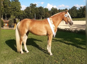 Haflinger, Stute, 8 Jahre, 149 cm, Fuchs