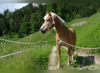 Haflinger, Stute, 8 Jahre, 150 cm