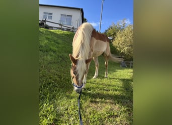Haflinger, Stute, 8 Jahre, 150 cm, Fuchs