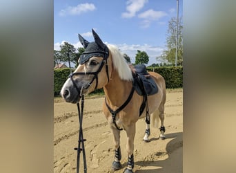 Haflinger, Stute, 8 Jahre, 150 cm, Fuchs