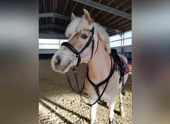 Haflinger, Stute, 8 Jahre, 150 cm, Fuchs