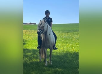Haflinger, Stute, 8 Jahre, 150 cm, Fuchs