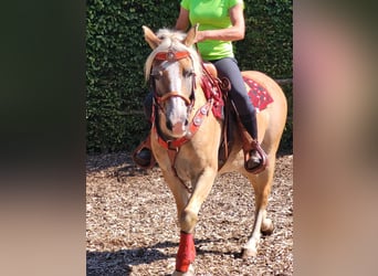 Haflinger, Stute, 8 Jahre, 150 cm, Fuchs