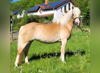 Haflinger, Stute, 8 Jahre, 150 cm, Fuchs