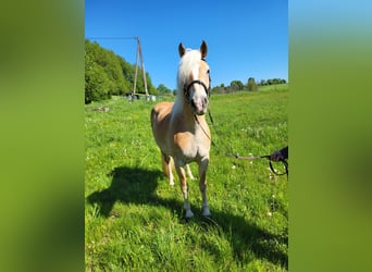 Haflinger, Stute, 8 Jahre, 150 cm, Fuchs