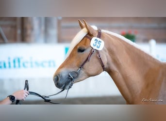 Haflinger, Stute, 8 Jahre, 150 cm, Fuchs