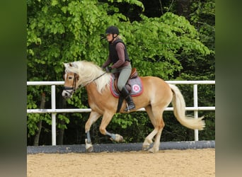 Haflinger, Stute, 8 Jahre, 150 cm, Fuchs