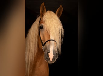 Haflinger, Stute, 8 Jahre, 152 cm, Fuchs