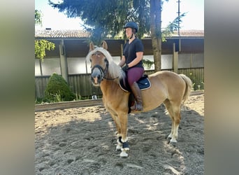 Haflinger, Stute, 8 Jahre, 152 cm, Fuchs