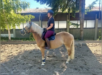 Haflinger, Stute, 8 Jahre, 152 cm, Fuchs