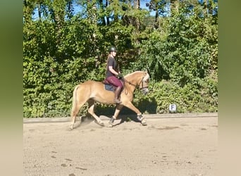 Haflinger, Stute, 8 Jahre, 152 cm, Fuchs