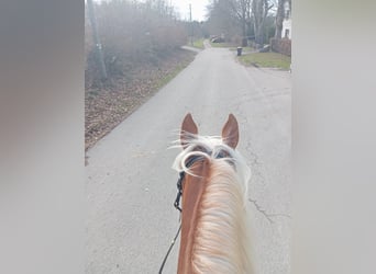 Haflinger, Stute, 8 Jahre, 153 cm